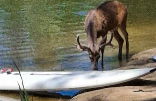 1BR Dog-Friendly Lakefront Cabin with Canoes - Foto 21