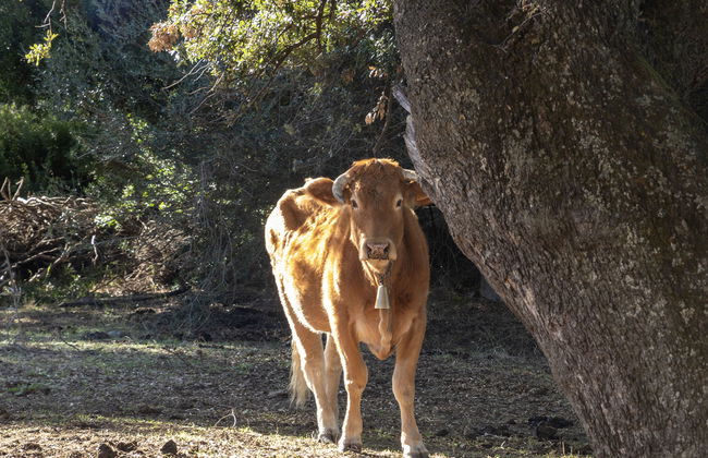 Stazzu lu Bulioni - Foto 59