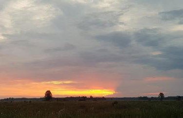 Zdalnie z Lasu - Siedlisko w Puszczy Białowieskiej - Foto 38