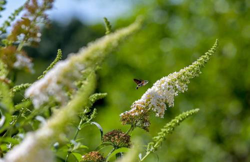 Kuća za odmor Olympus - Foto 38
