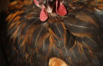 Gut Grasleiten - Foto 57