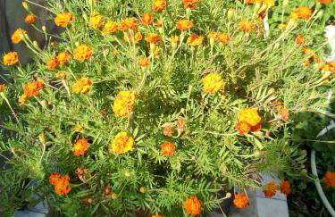 Magdalini Studio - Foto 12