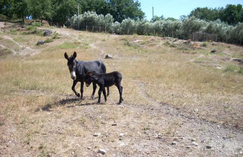 Masseria Sparano - Foto 15