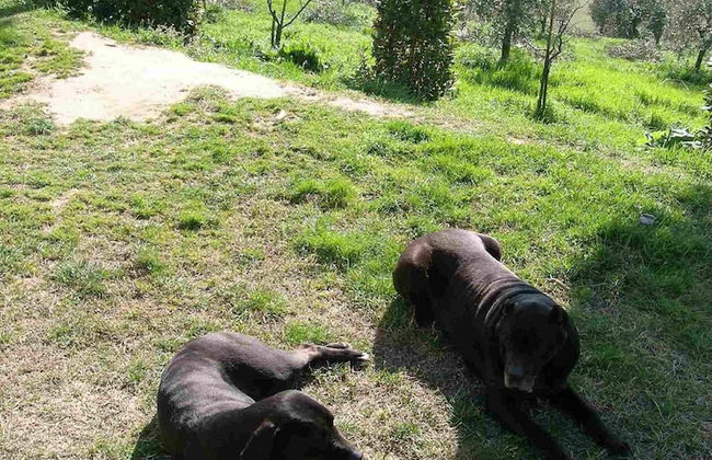 Apartment in Guasticce With Shared Pool - Foto 21