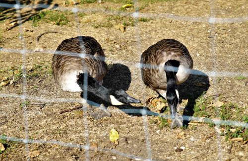 Ferienwohnung Röhrer - Foto 37