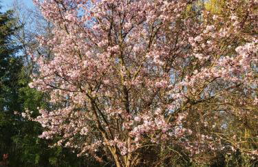 Chauffeur's, Snape - Foto 24