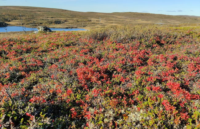 Nuorgam Holiday Village - Foto 73