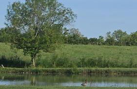 la petite cabane - Foto 7