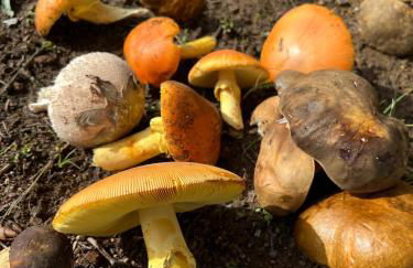 Nature Space Jabugo - Foto 39