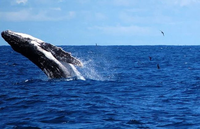 Gemini Villas , Gemini I - Foto 7