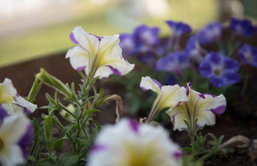 Michalos Apartments - Foto 13