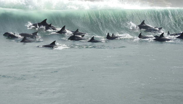 Alcuni delfini cavalcano un'onda