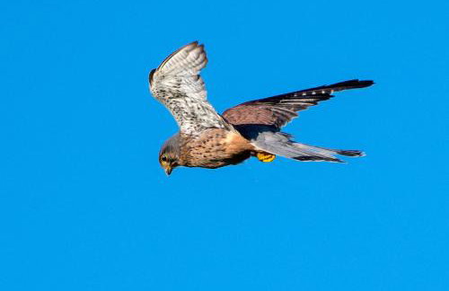 Little Bo Peep - Foto 47