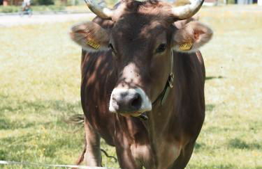 NaturNest Durchatmen - Skipass im Winter und Bergbahnen im Sommer inklusive - Foto 41