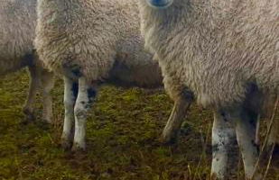 Peep-O-Day-The Stylish Dale View - Foto 41