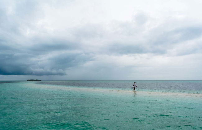 Avistamiento de delfines y ballenas en Bohol - Foto 2