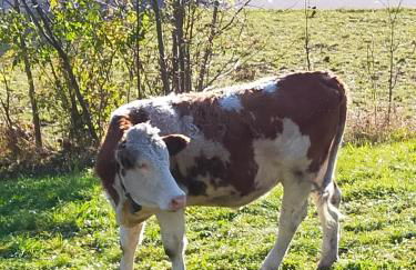 casa vacanza da ghislin - Foto 51