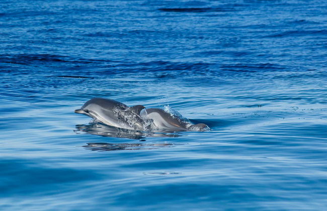 Balade en bateau aux grottes de Benagil + Observation de dauphins - Photo 8