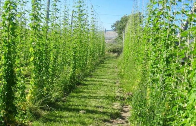 Hopyard View Farm - A Farm Experience in Ashland - Foto 23