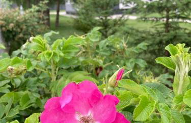 Domek Nalesie - Foto 15