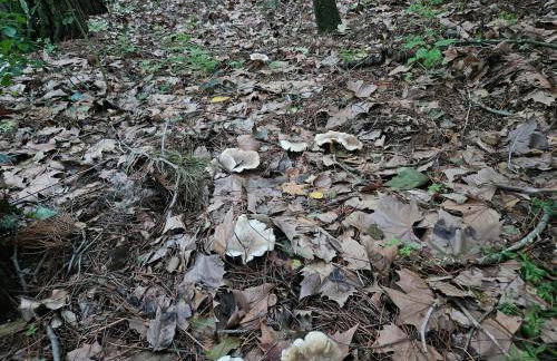 Masia Cal Fuster - Foto 66