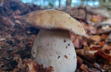 Domek de Janauis - Foto 74