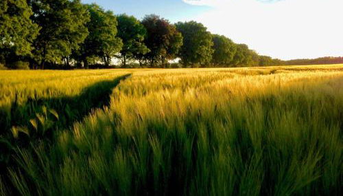 NEU! FeWo Schwalbennest Nähe Plauer See - Foto 2