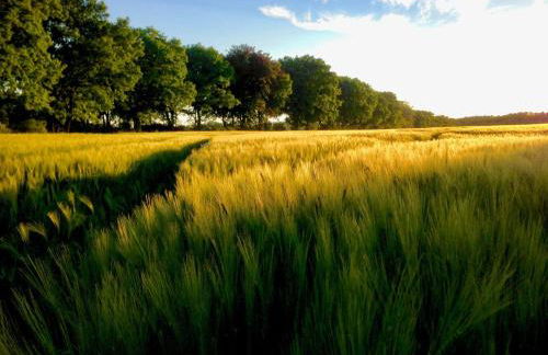 NEU! FeWo Schwalbennest Nähe Plauer See - Foto 2