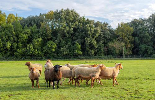 Gite Ferme des Rosières - Foto 19