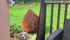 Garden View Apartment - Foto 5, Garden, Garden view