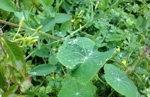 Casa Mannheim - Foto 44