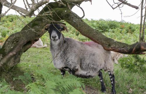 Heathfield - Foto 34