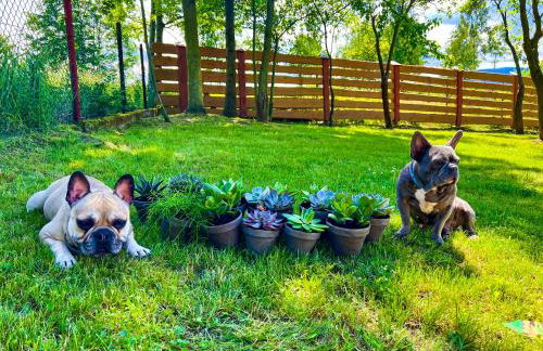 Przycup w Karkonoszach Apartamenty APARTAMENTY W OKOLICY KARPACZA 7 MINUT OD KARPACZA Marczyce SosnówkaKarkonosze, Karpacz, Szklarska Poręba- Sauna Fińska - Foto 31