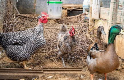 The Goat's Place III - Foto 25