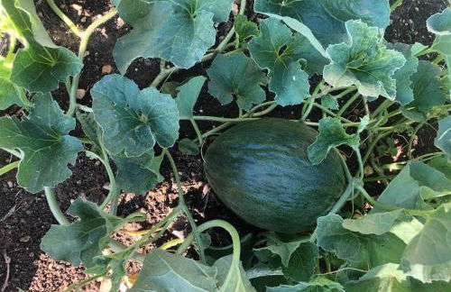 Agriturismo Terre Bianche - Foto 62