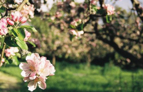 Ottery St Mary Cottages - Foto 17
