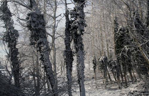 Villa Minna mit großem Balkon - Foto 23