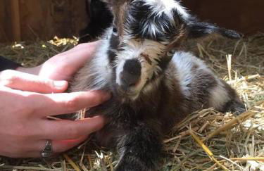 Vintage RV Creekside Nature Retreat near Ojai next to Swim Holes Hike - Foto 50