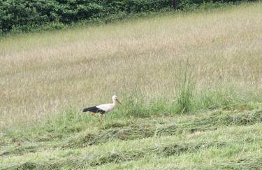 Dom Pod Dębem Agroturystyka - Foto 72