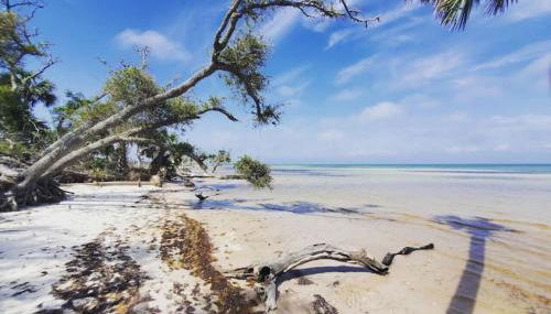 Tortuga Tillys - Foto 3