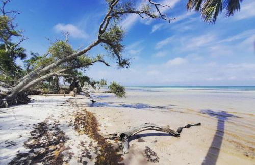 Tortuga Tillys - Foto 3