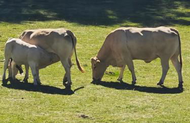 Apartamento a estrenar en Villanúa - Photo 29