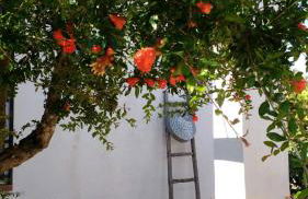 Villa Sara di Puglia - Foto 55