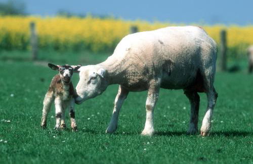 Altstadtflair Apartment - Foto 14