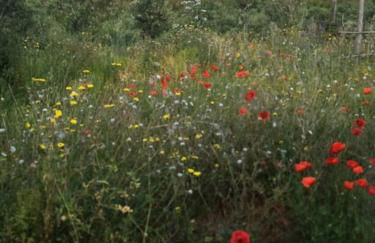 Villa bella Diamante - Foto 24