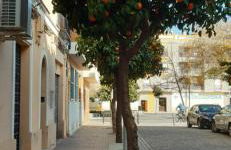 Golondrina - Foto 37