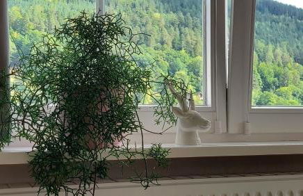 Apartement am Waldrand - Foto 20