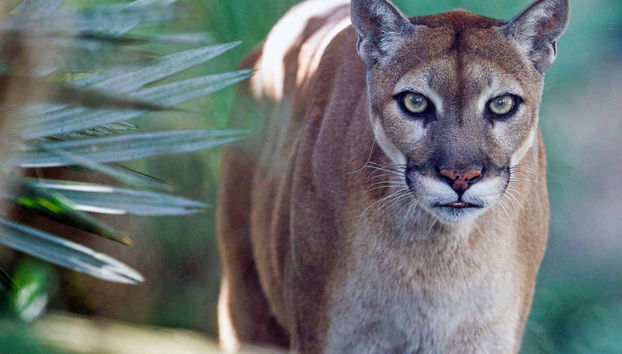 Zoo Miami Tickets - Photo 3, Admire the pumas