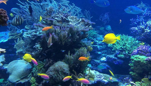 Os sumergiréis por arrecifes con una variedad de peces coloridos