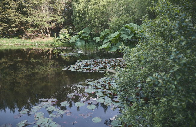 Mushroom Yurt set in 4 Acres of Woodland and Lakes - Foto 26